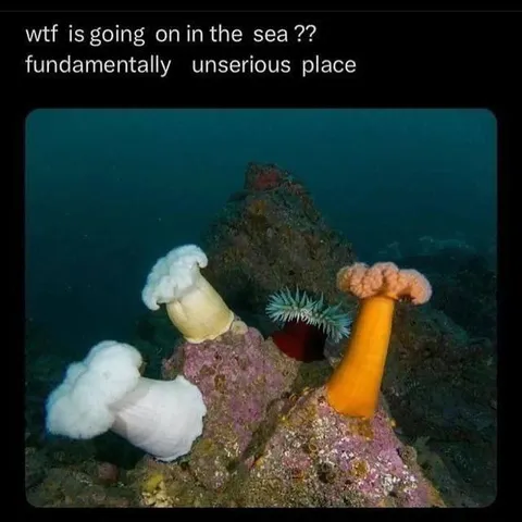 Fundamentally Unserious Sea