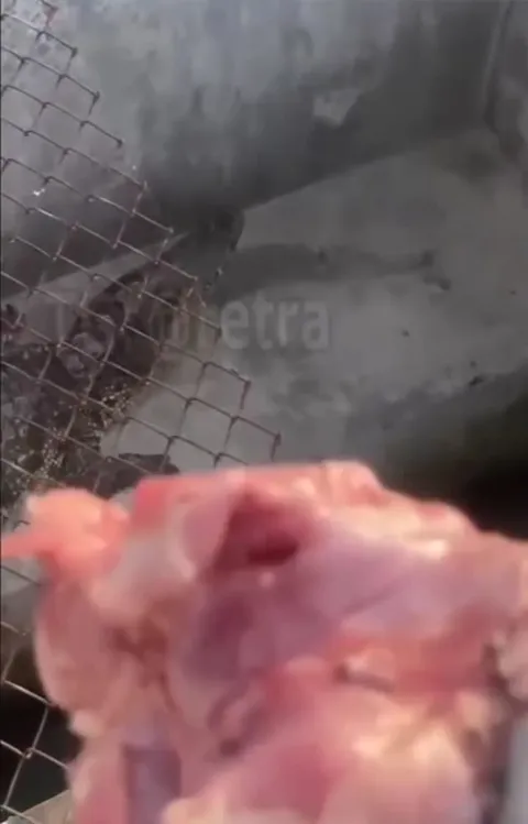 Кусок мяса для крокодила
