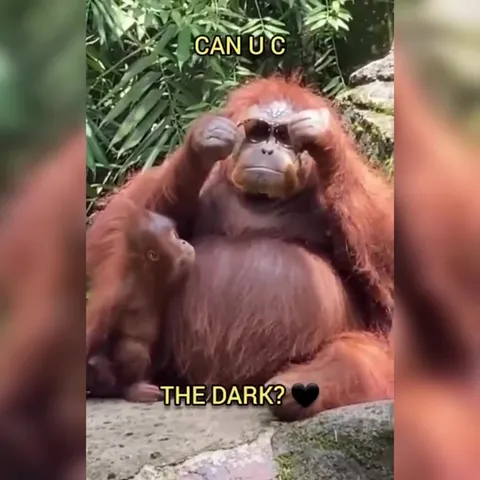 Can You Feel My Heart Monkeys