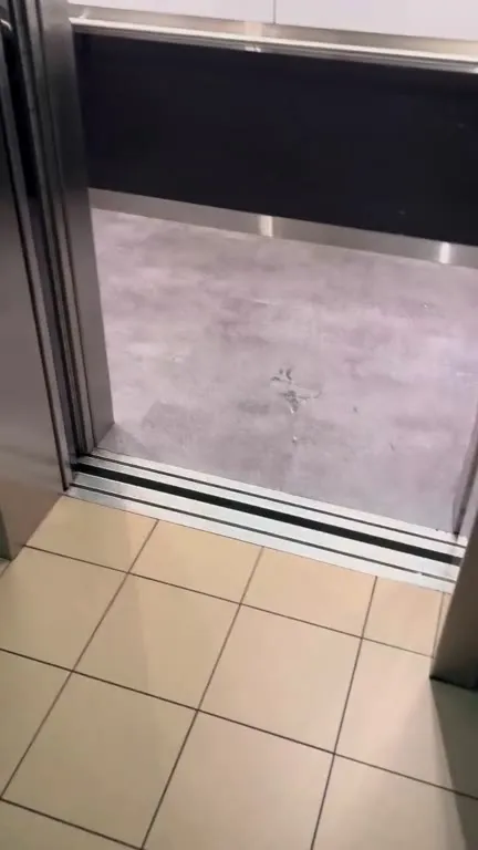 Dog Chooses the Stairs at Night