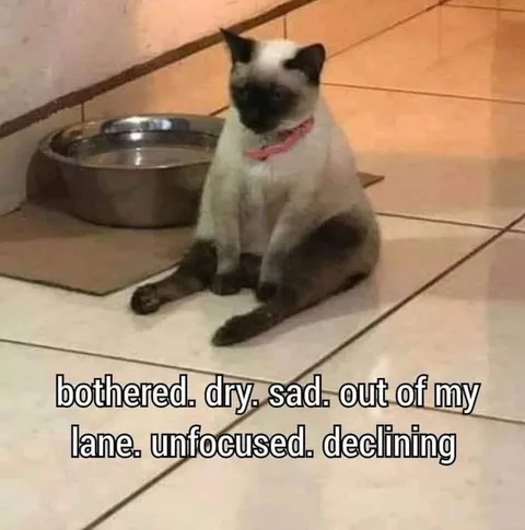 Bothered Dry Sad Cat