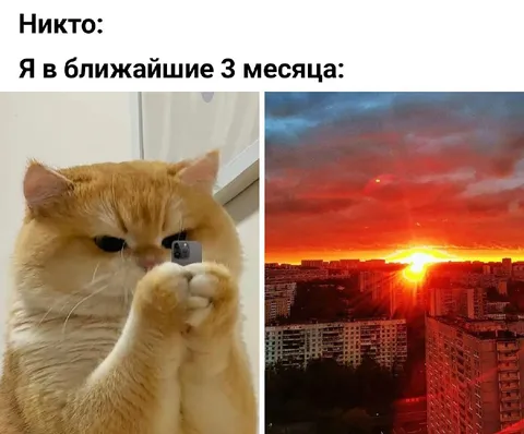 Кот фотографирует закат