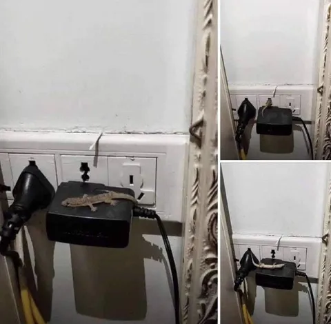 Ящерица заряжается на работе