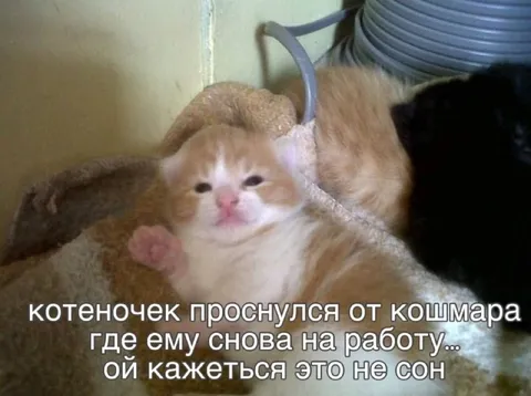 Котёнок проснулся от кошмара