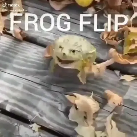 Лягушка делает сальто