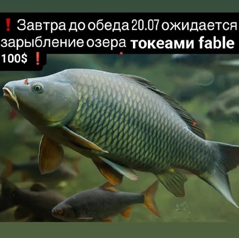 Зарыбление озера токеами