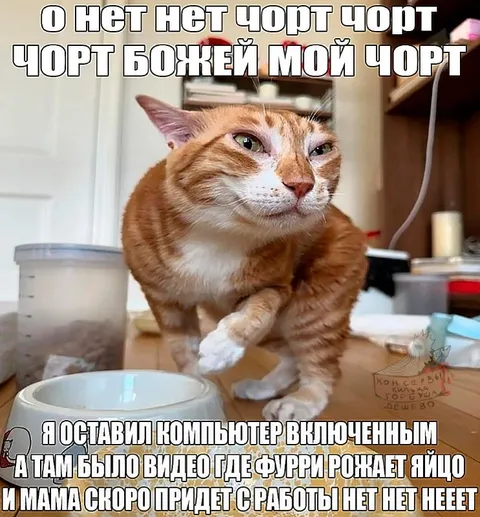 Кот увидел видео с фурри