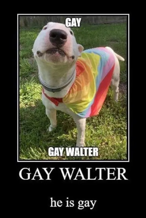Gay Walter Dog