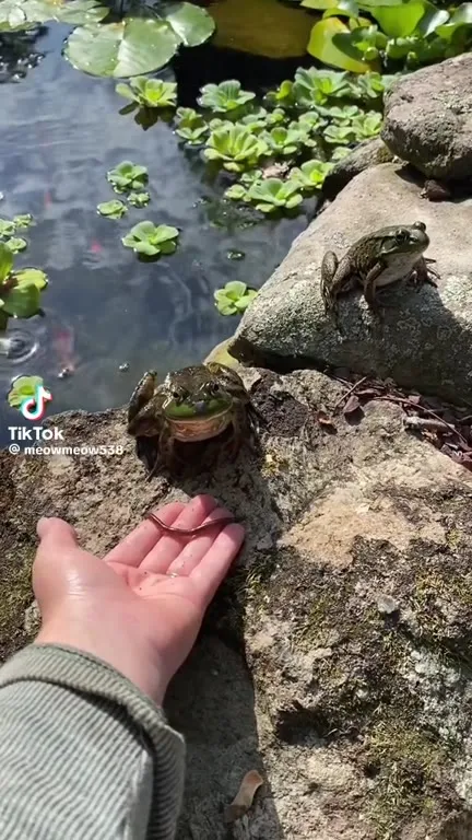 Frog Bites and You Die