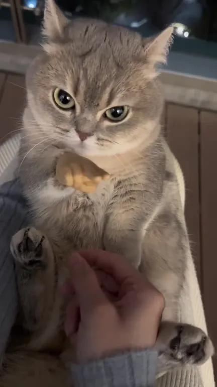 Кот показывает лапкой