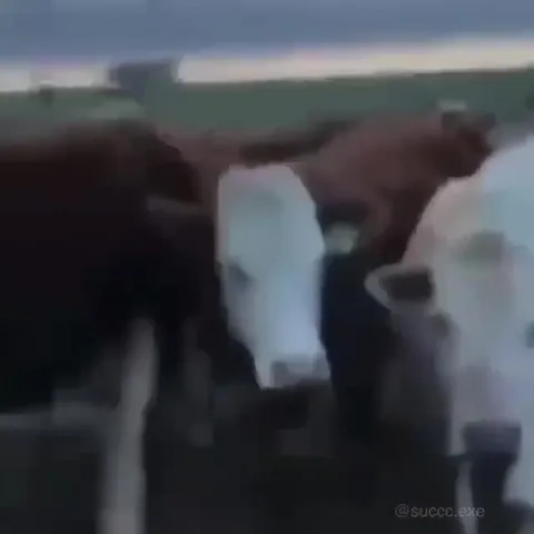 Cow Eats the Fence Post
