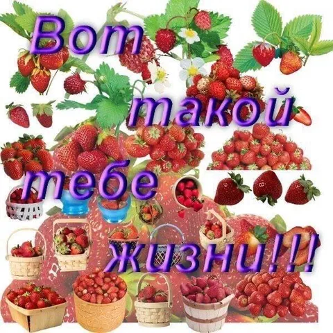 Вот такой тебе ЖИЗНУ