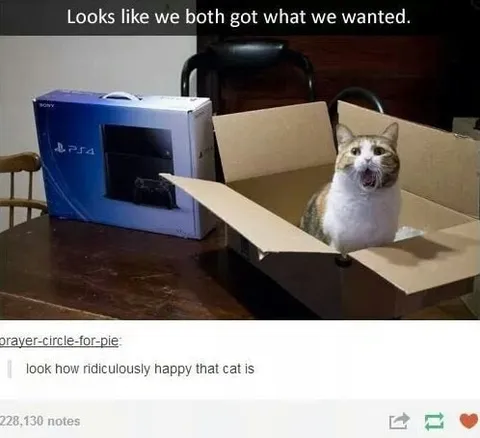 Happy Cat Gets a Box