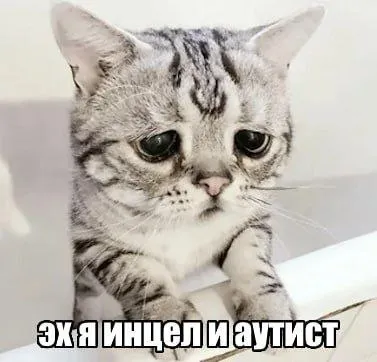Грустный кот-интеллектуал