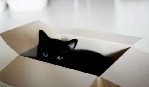 Чёрный кот в коробке