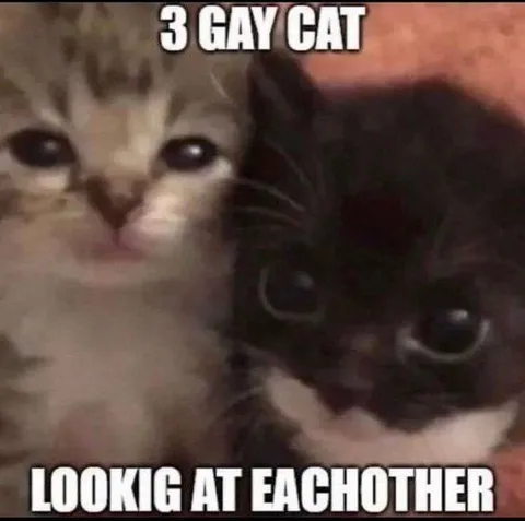 Three Gay Cats Looking at Each Other