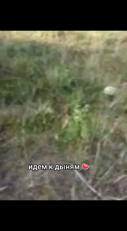 Идём к дыням в траве
