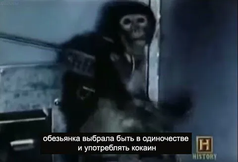 Обезьянка выбрала одиночество
