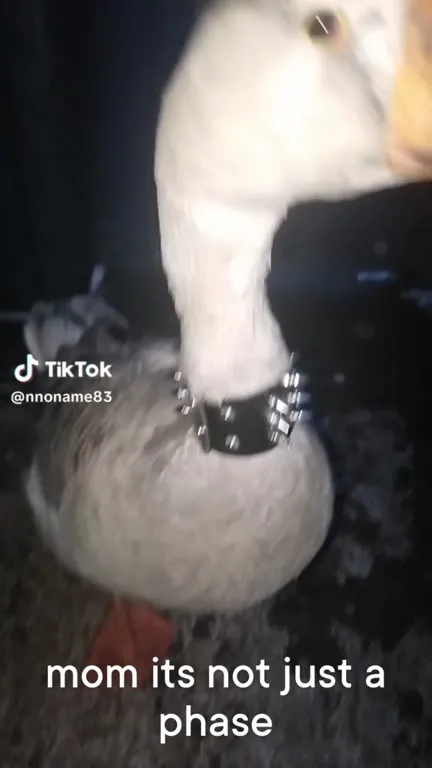 Goose Punk Phase