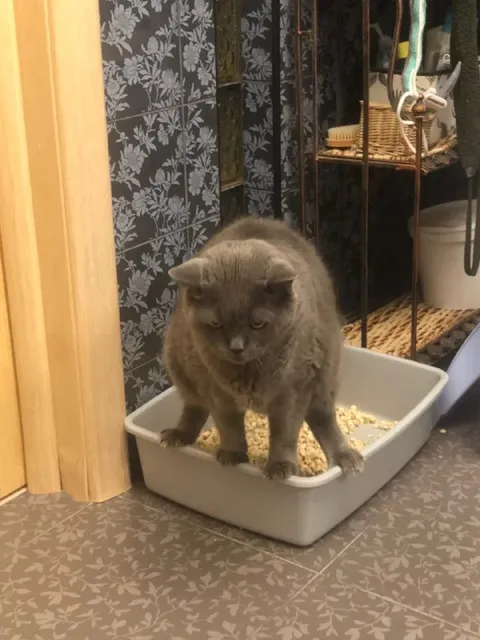 Кот застрял в лотке