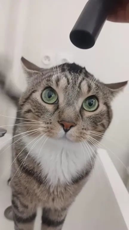 Кота пылесосят по голове