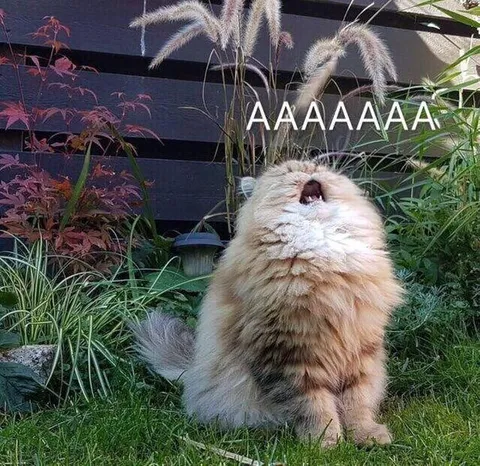 Screaming Fluffy Cat