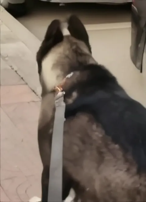 Собака танцует под ぽっぴっぽー