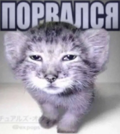 Котёнок после драки