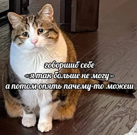 Кот больше не может