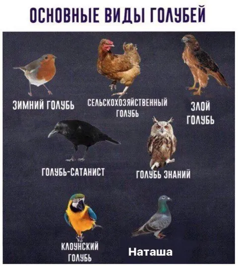 Основные виды голубей