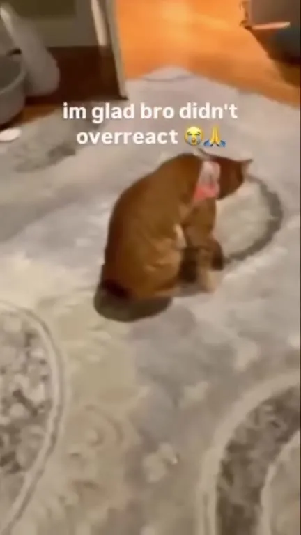 Cat Definitely Doesn't Overreact