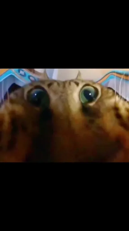 Кот с безумными глазами