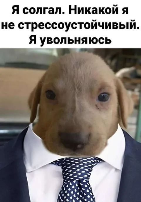 Стрессоустойчивый щенок увольняется