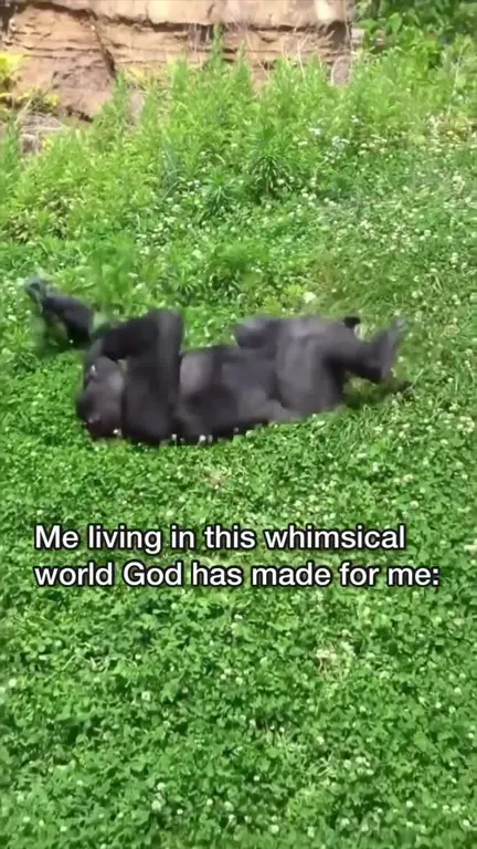 Living in God's Whimsical World