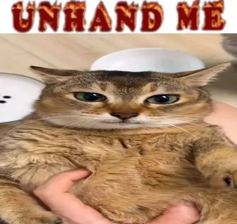 Unhand Me Cat