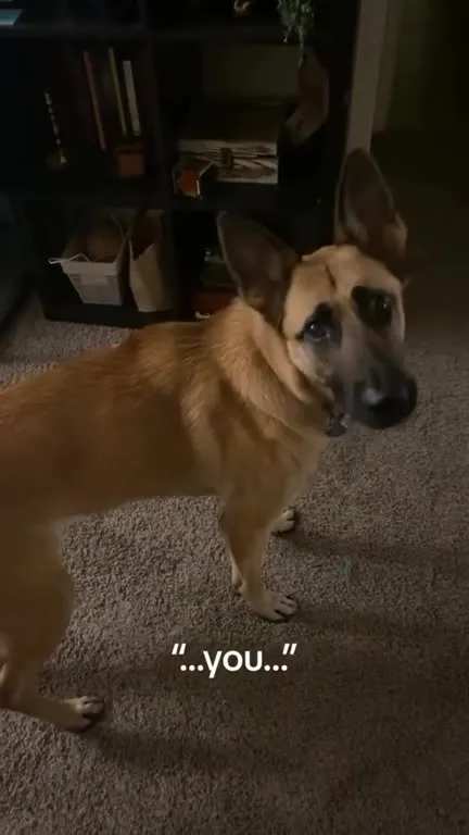 Dog Hears Go for a Walk