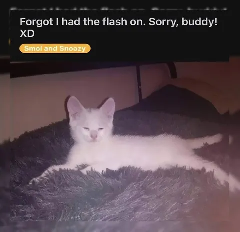 Forgot the Flash On Cat