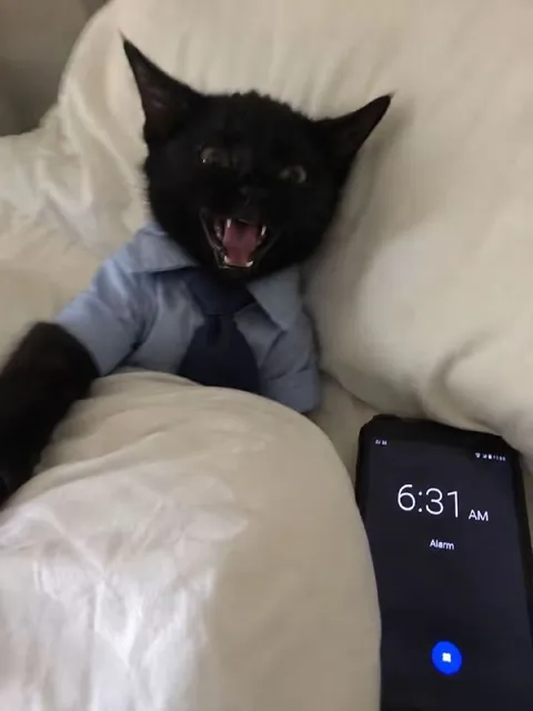 Angry Cat Alarm at 6:31 AM