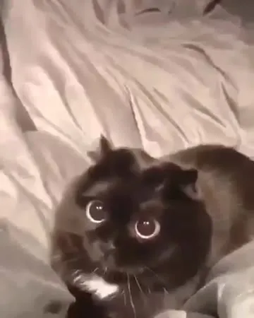 Кот ошарашенно смотрит