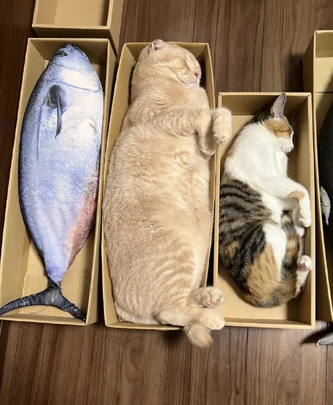 Коты в коробках как рыба