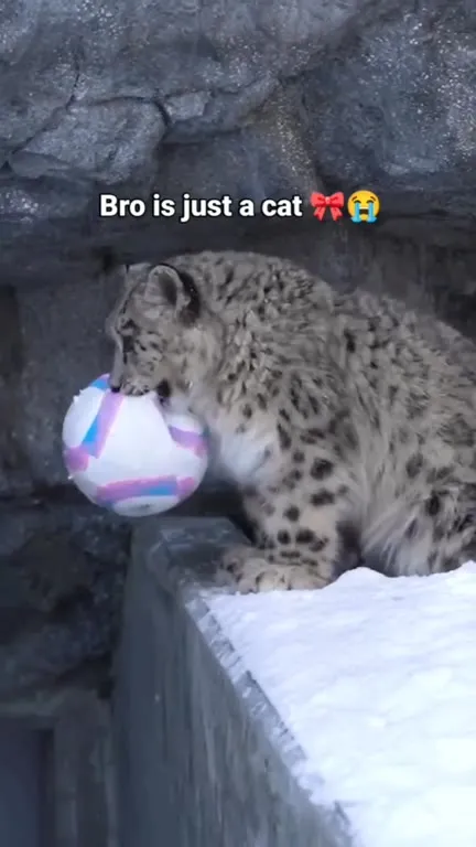 Snow Leopard Plays With Ball