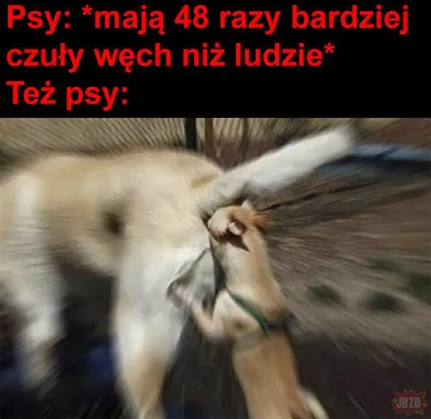 Psy i ich czuły węch