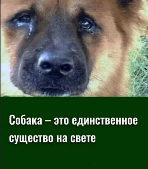 Собака — единственное существо