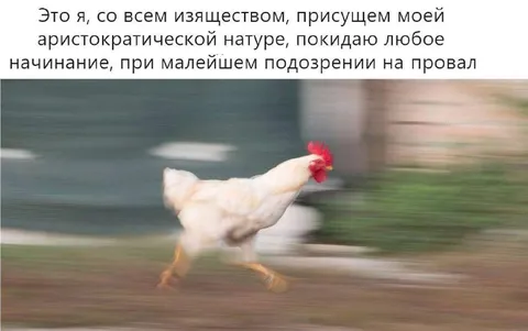 Аристократичная курица убегает