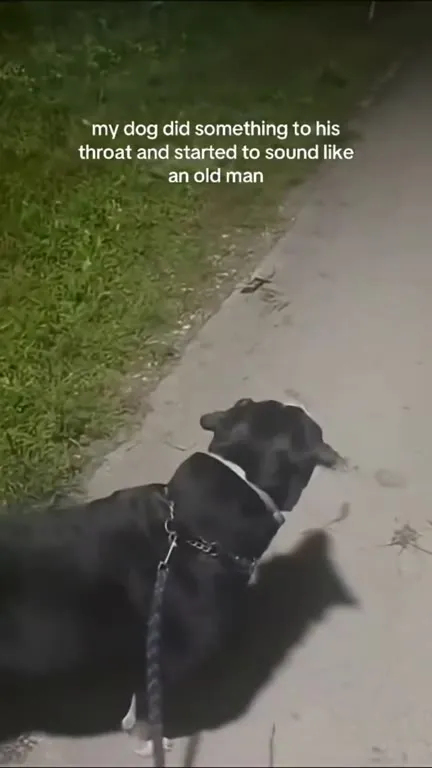 Dogs Making Strange Noises