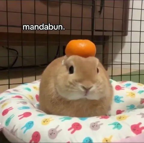 Mandabun Bunny