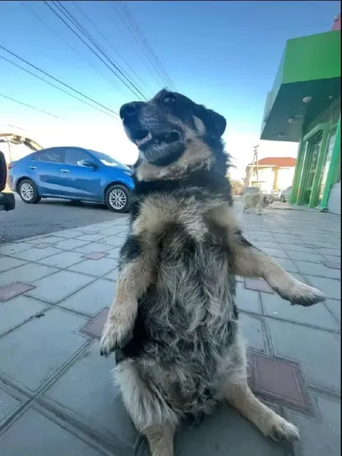 Собака сидит как человек