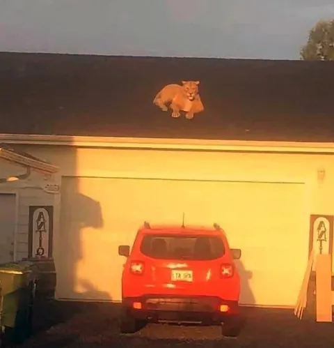 Кот на крыше автомойки