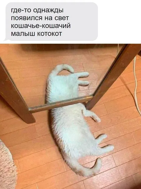 Кошачье-кошачий малыш котокот