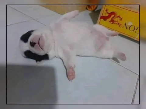 Кот лежит без сил